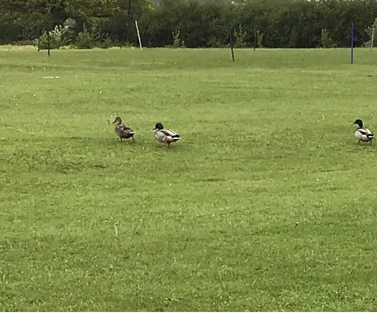 Whitley_CC's tweet photo. Tonight’s game cancelled due to the weather and look who has joined us in cow corner🦆🦆🦆🏏 https://t.co/DF8N4xkVrw
