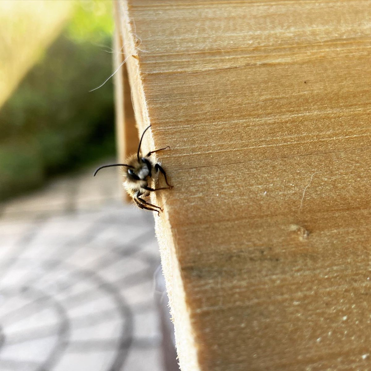 SunnyfieldsHone's tweet image. It’s #WorldBeeDay and here’s the cutest little bee I ever did see (red mason bee I think) 
🐝
#solitarybee #bee #savethebees #saveourpollinators #beehouse