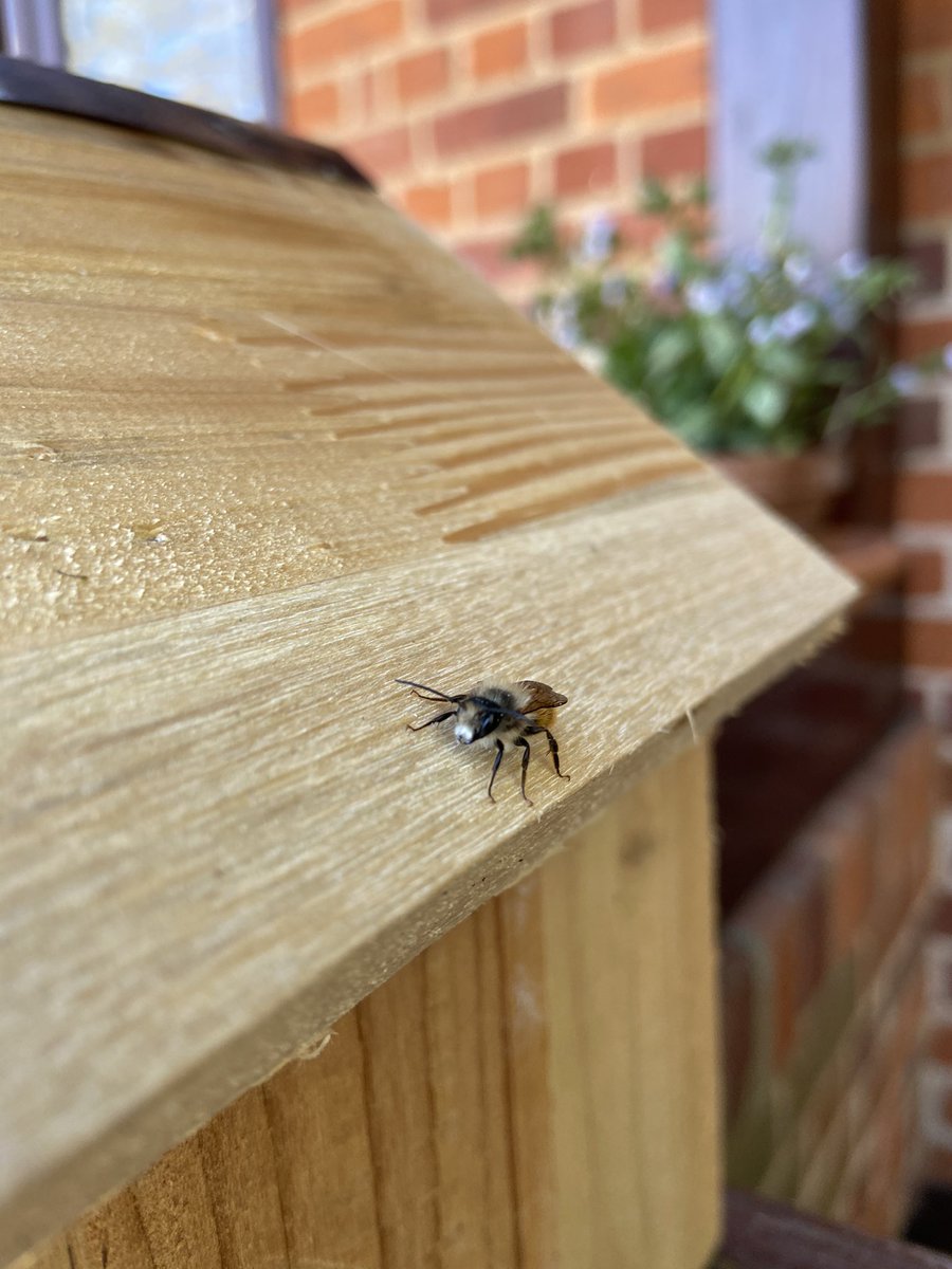 SunnyfieldsHone's tweet image. It’s #WorldBeeDay and here’s the cutest little bee I ever did see (red mason bee I think) 
🐝
#solitarybee #bee #savethebees #saveourpollinators #beehouse