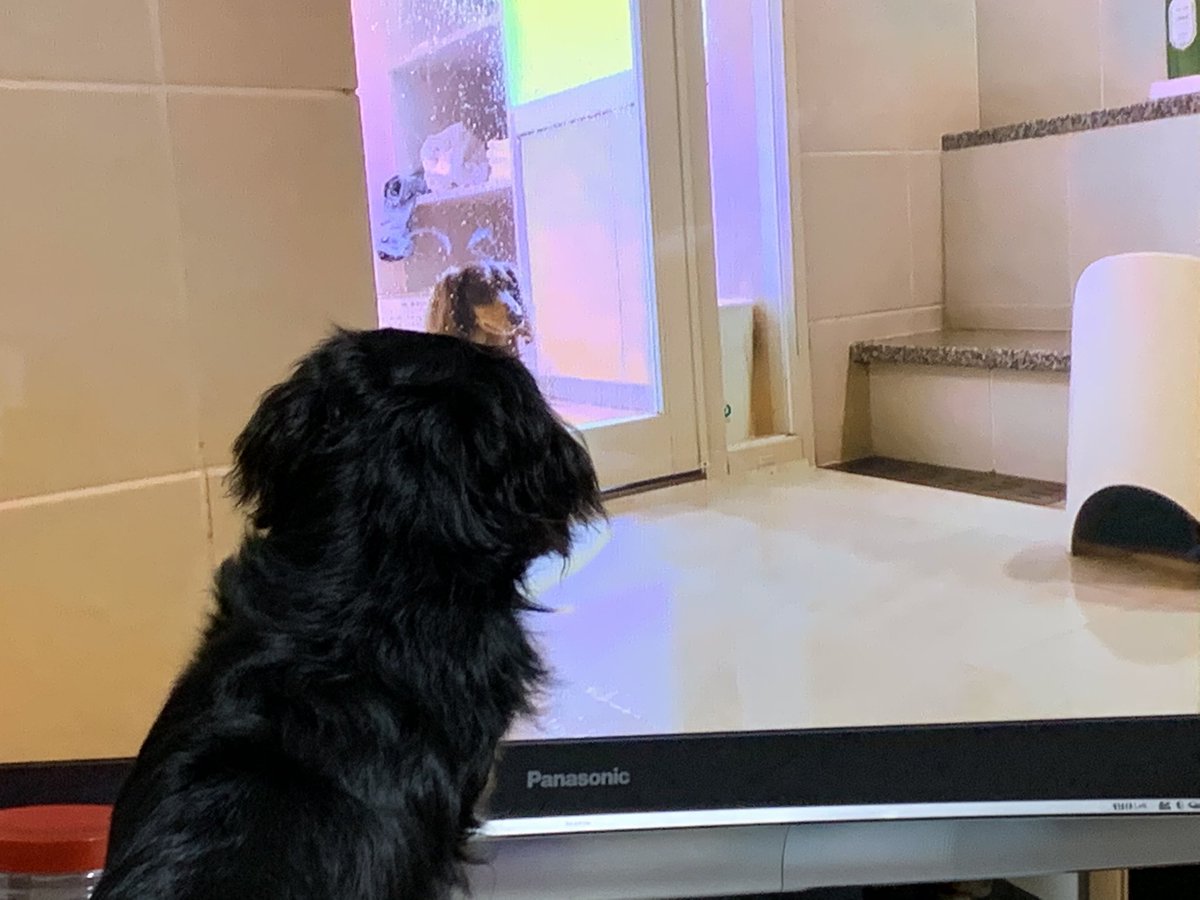 S_LET311's tweet photo. ダックスの動画を見るダックス。たくちゃんねるのヴィンくん大好きイブちゃん https://t.co/N0VaxWUd1l