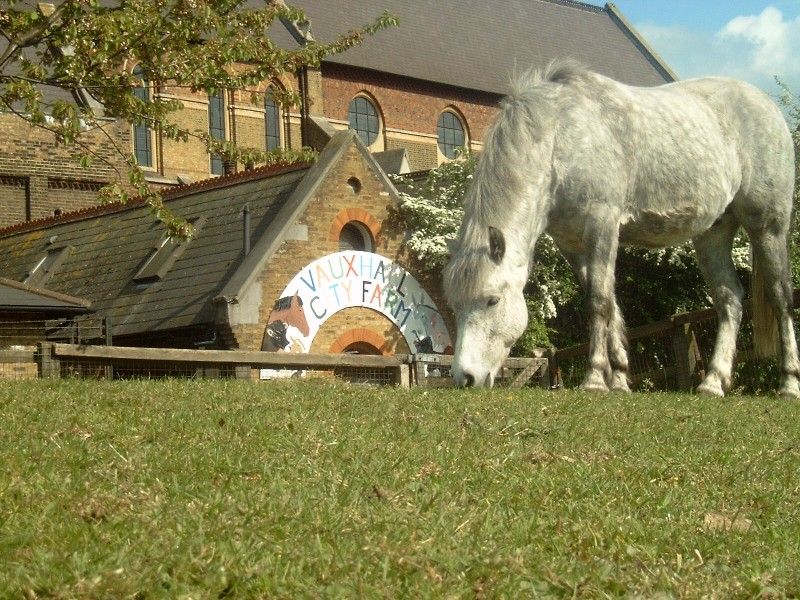VauxhallFarm's tweet image. VACANCY: We have an exciting opportunity at the farm, for a talented ops professional. 

Take a look at vauxhallcityfarm.org/operations-man… to find out more and apply.