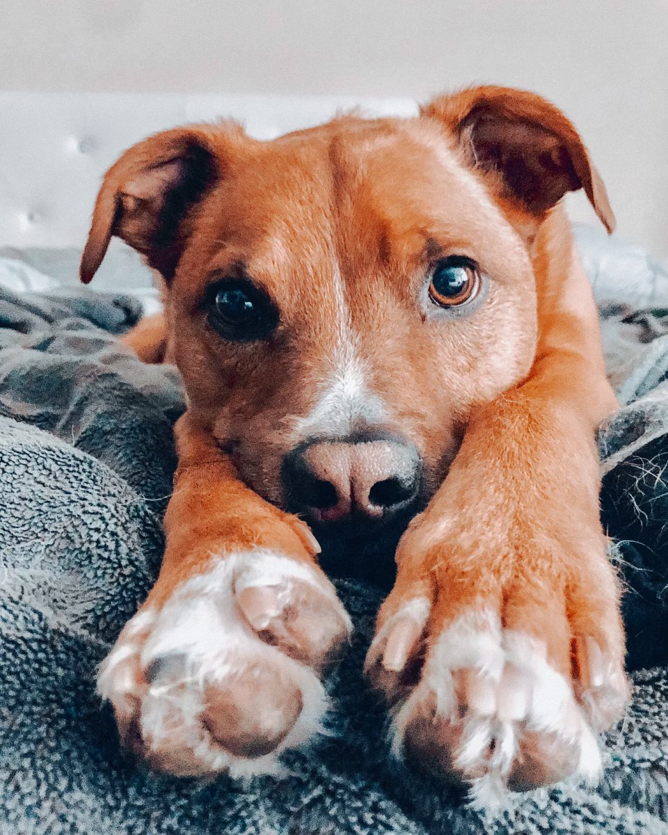 GatewaySHSU's tweet photo. Happy #nationalrescuedogday 🐶🐾

Dogs truly are man’s best friend. There’s no better way to show our appreciation for this companionship than by rescuing a dog and giving them a loving home! 
•
•
•
#gatewayathuntsville #gatewayapartments #livethegatewayway #shsu https://t.co/XKFiKBo9eJ