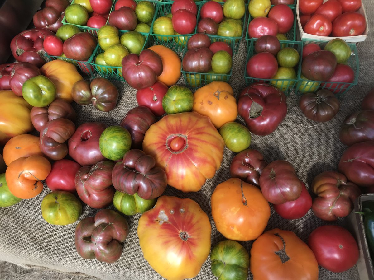 How is this for #localfood?  Tomatoes like this from your own garden.   Shop our huge organic plant sale this weekend (go to HollyHillFarm.org  for a reservation). 
Our tomato plants are hardened and ready to go in the ground!