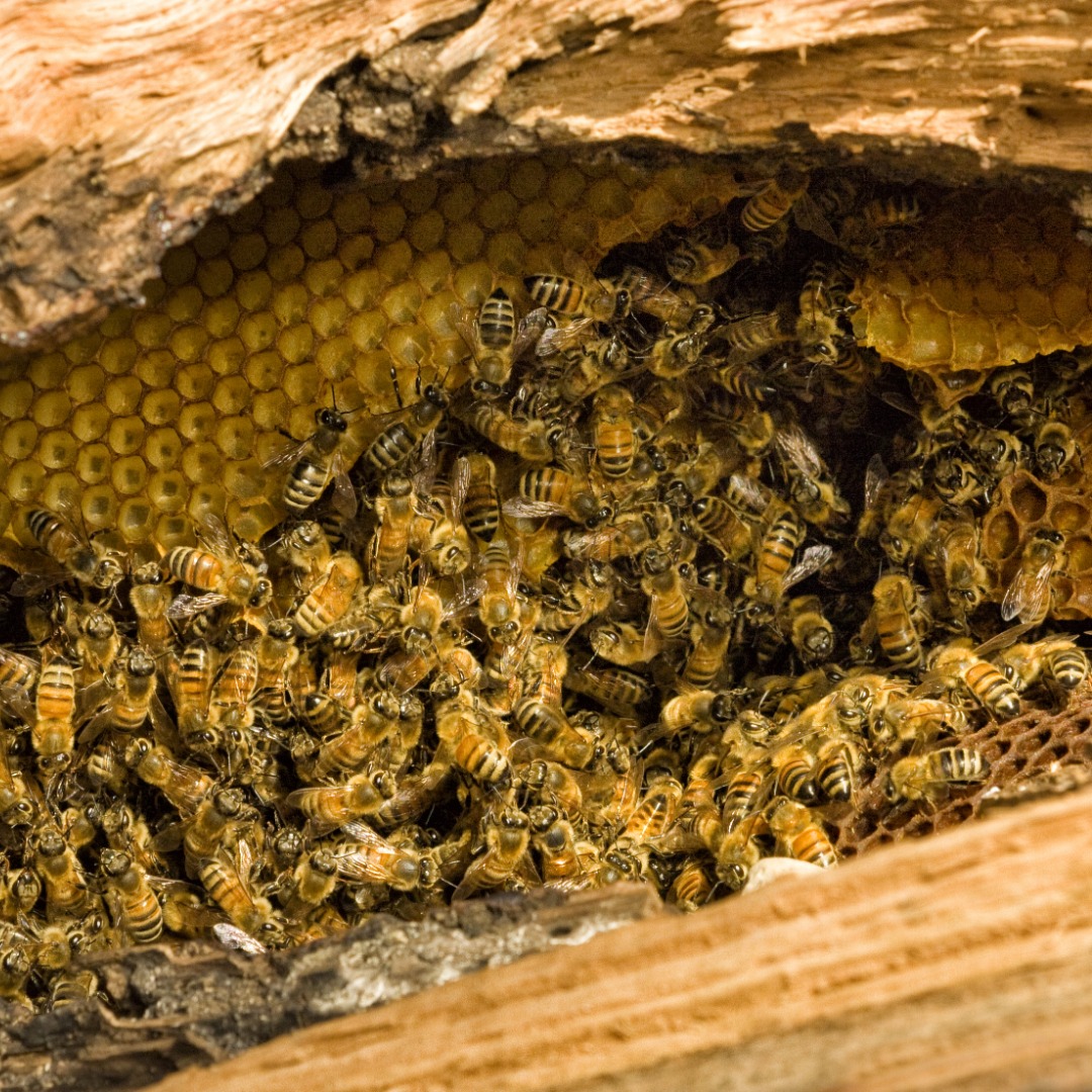 Die Honigbiene ist eigentlich ein Waldbewohner.🐝🌲🌳 Sie nistet sich am liebsten in Baumhöhlen älterer Bäume ein und lebt dort als soziales und staatenbildendes Insekt. Ganze Verwerter-Gesellschaften sind von ihr abhängig, da sie sich von der Biomasse der Bienen ernähren.