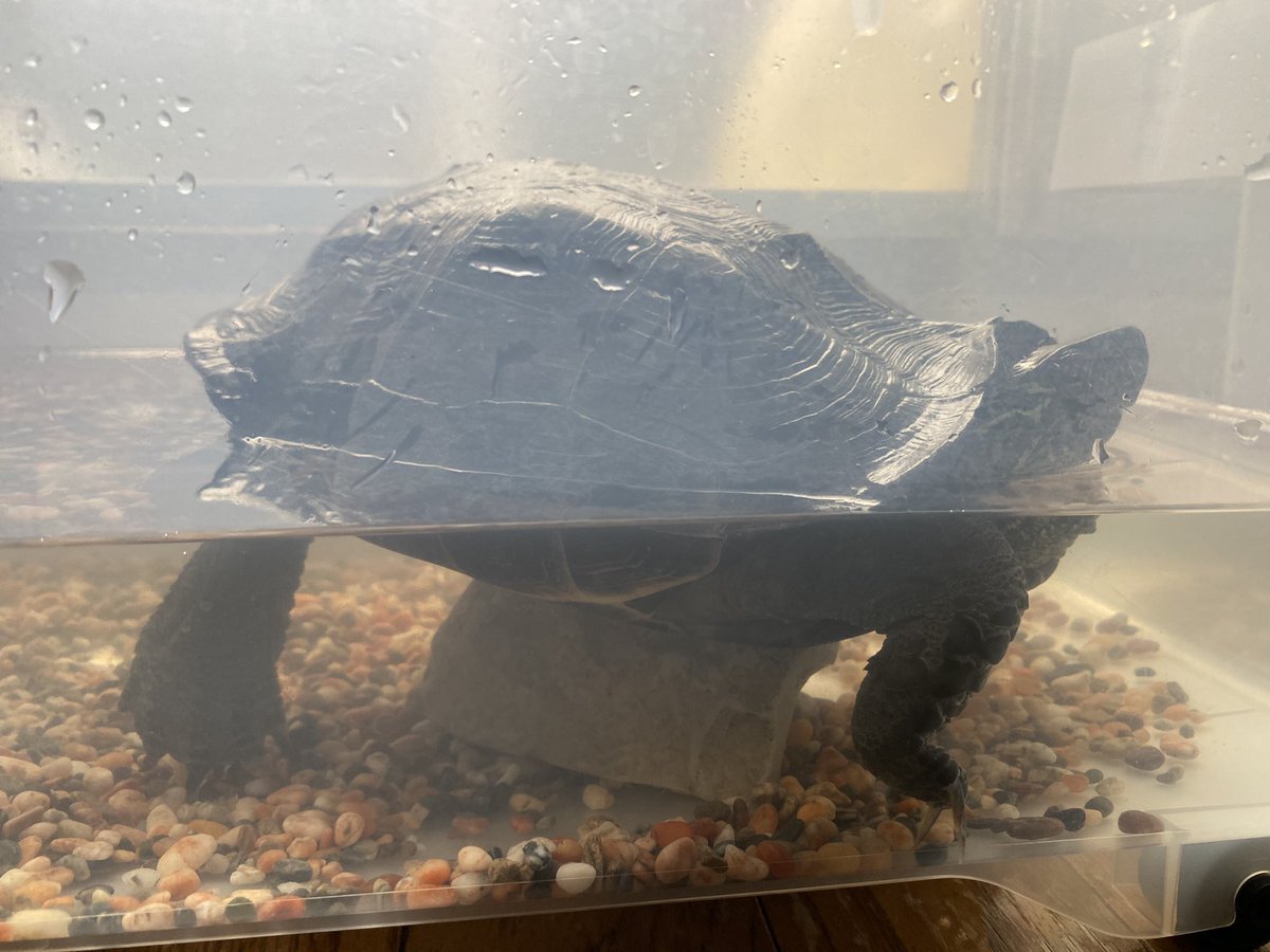 亀の飼育 亀の飼育