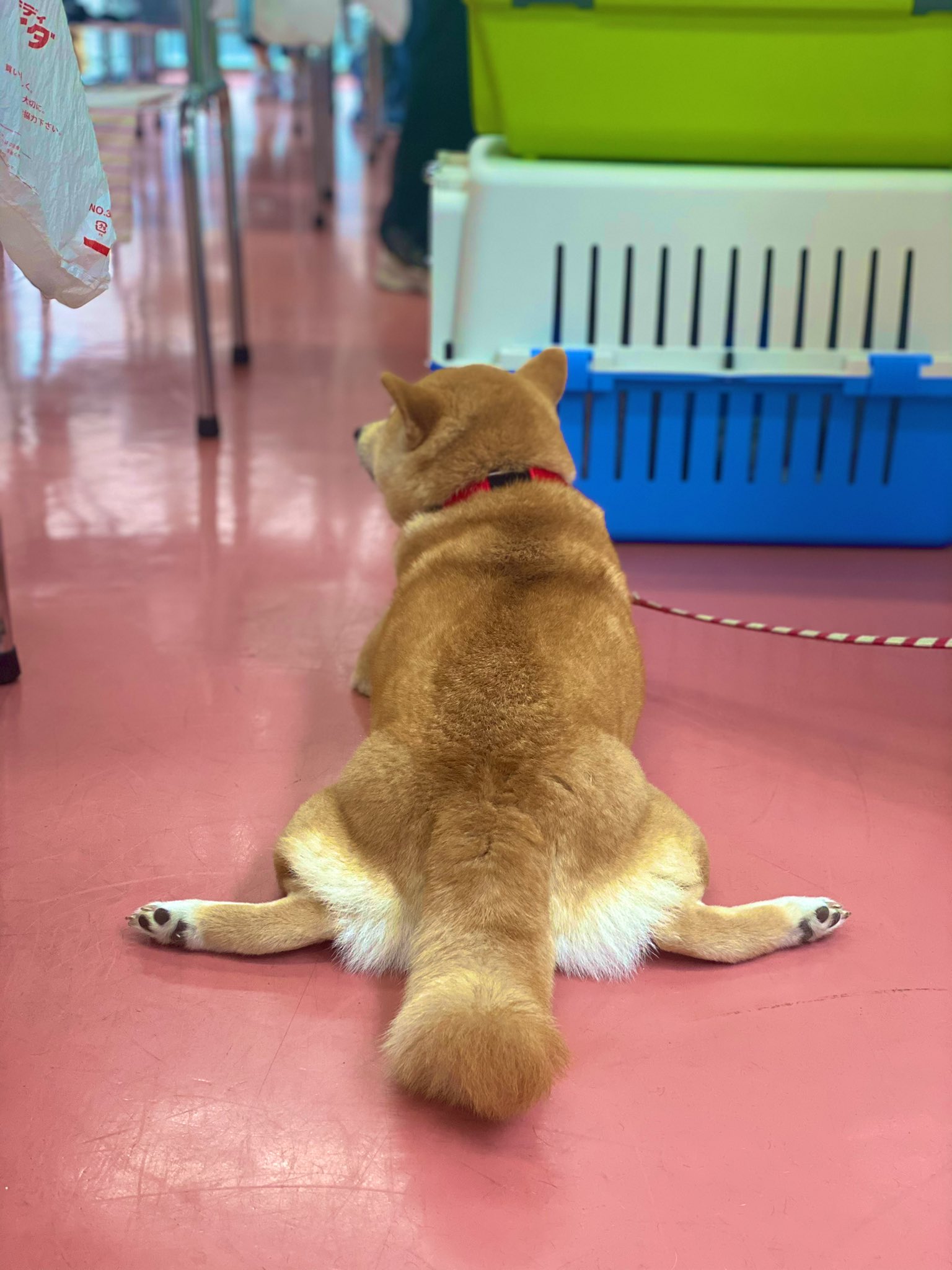 モデル犬募集 Twitter Search Twitter