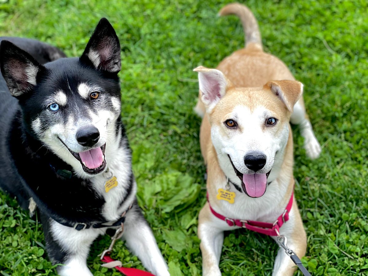 #NationalRescueDogDay