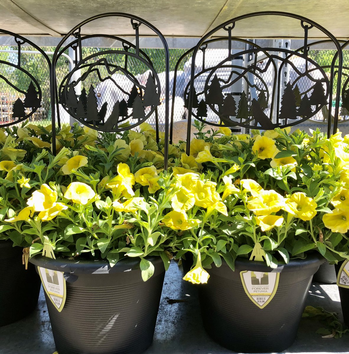 Looking to add a burst of color to your landscape? Stop on in <a href="/Lowes/">Lowe's</a> and check out the amazing yellow color of the #Yellowstonepetunias!! <a href="/BattlefieldFarm/">Battlefield Farms</a> <a href="/LBishPlants/">Lora Bishop</a> <a href="/TipToeTyler/">Tyler Combs</a> <a href="/AlanWal73481862/">Alan Waller</a> <a href="/JG_Battlefield/">Jill Guth</a> <a href="/TJS_Battlefield/">Todd S. - Battlefieldfarms</a> <a href="/AF_Battlefield/">AlanF-Battlefieldfarms</a>