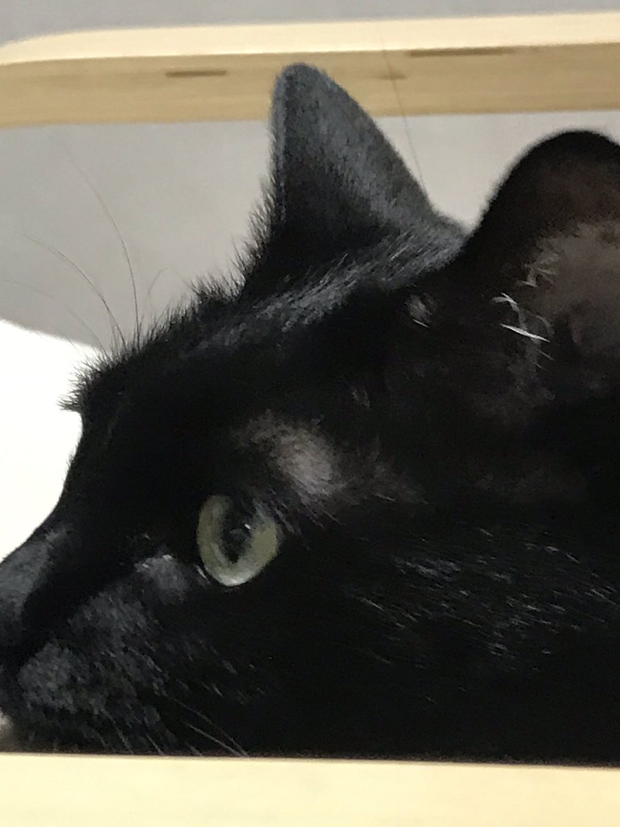 blacksesame_'s tweet image. 정수리에 수염을 뽁!