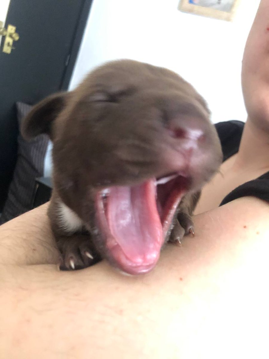 Liss Dark tweet media