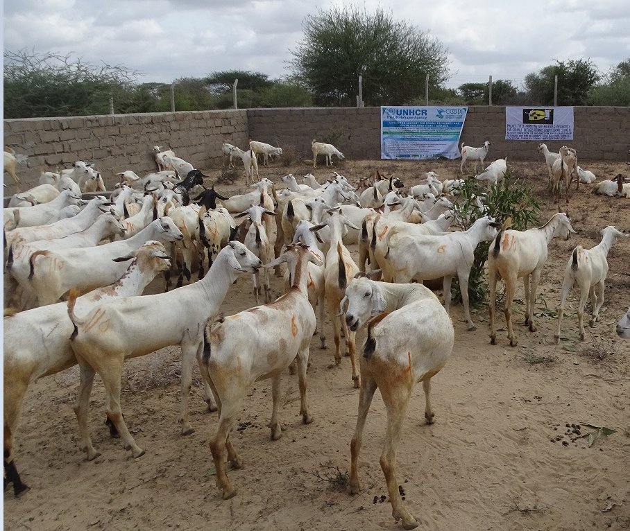 UNHCRSom's tweet photo. As part of our efforts to help displaced families become  self sufficient,  we have today  joined forces with our partner @coopi to distribute 300 livestock to vulnerable families living in Dobley. https://t.co/2snn51XV2g