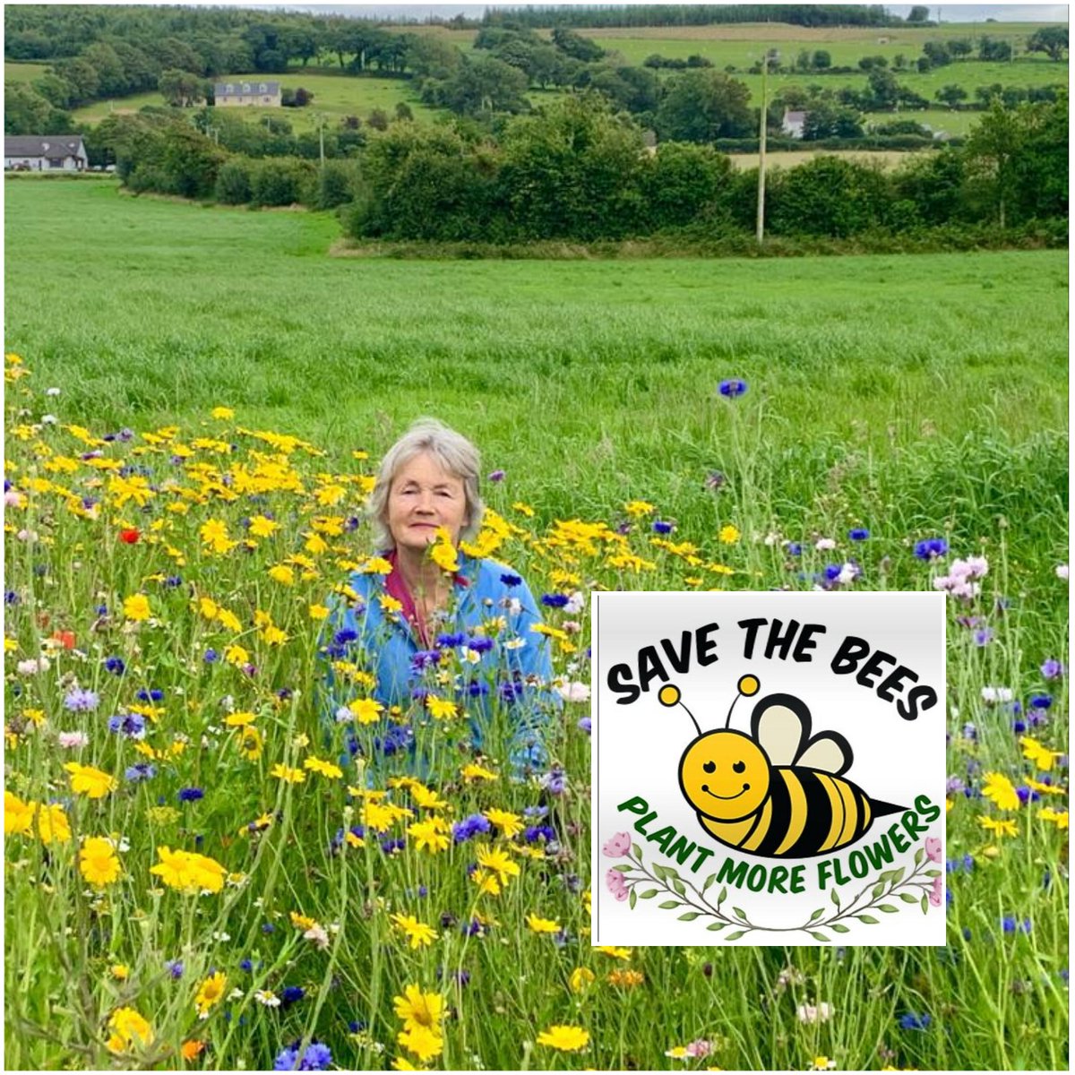BeaufortBee's tweet photo. Wildflowers are a haven for bees. #wildflowersforbees https://t.co/tBbThPggXk