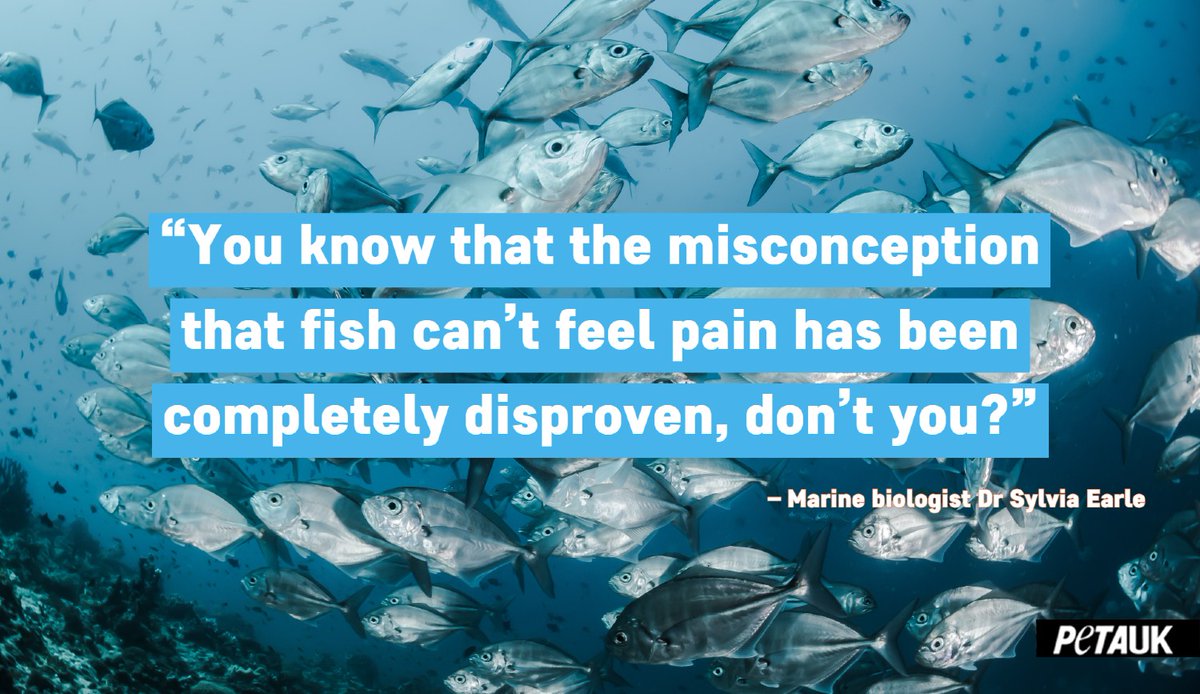 PETAUK's tweet photo. Fish feel pain. Share if you know it. #FishFeel

https://t.co/hTvHuZtgIG