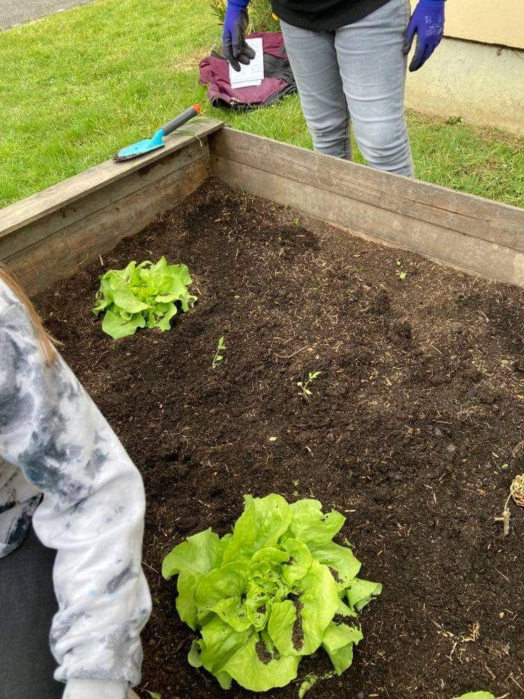 collegecampigny's tweet photo. Planter , semer , pailler et entretenir...Nos élèves continuent leur apprentissage du jardinage #DeveloppementDurable #écopotager @dsden76 @ac_normandie https://t.co/9UA9NJrY1J