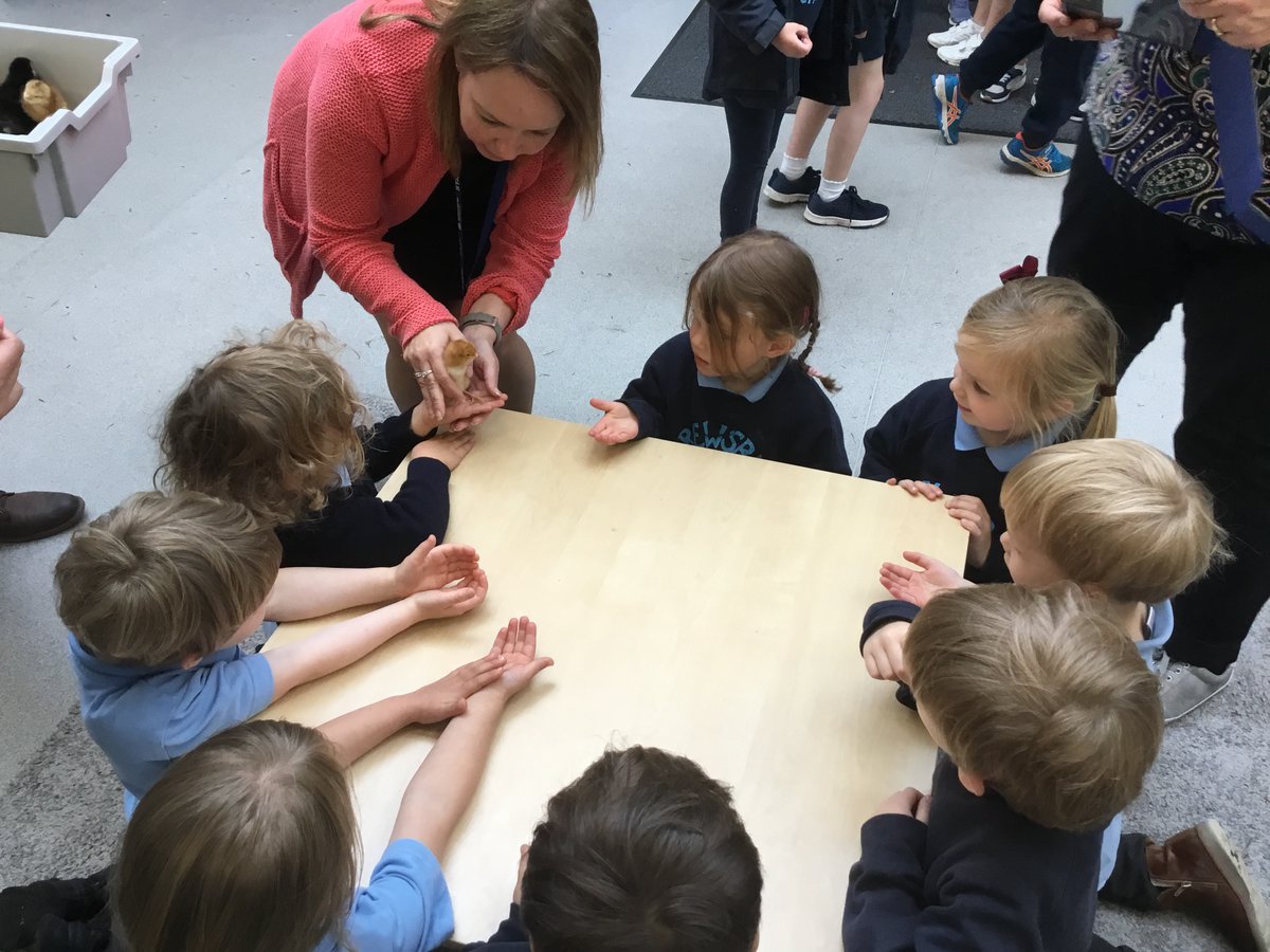 SHS_PrePrep's tweet photo. Baby chicks came to visit the Prep school! Our children were so excited to learn all about them and also had the amazing opportunity to hold some. A huge thank you to our Senior staff! @ShrewsburyHigh @GDST https://t.co/lenHSHpGmu