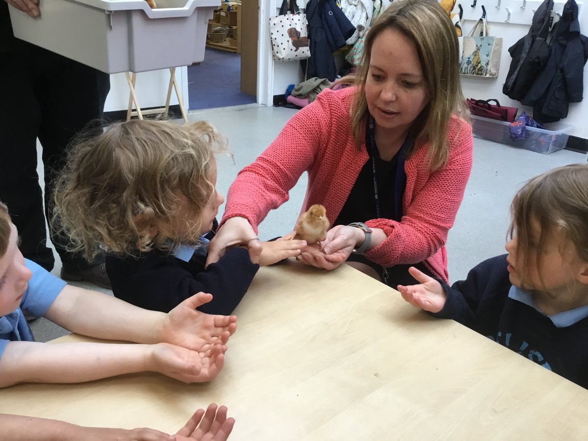 Shrewsbury High Early Years (@shs_preprep) on Twitter photo Baby chicks came to visit the Prep school! Our children were so excited to learn all about them and also had the amazing opportunity to hold some. A huge thank you to our Senior staff! <a href="/ShrewsburyHigh/">Shrewsbury High School</a> @GDST Baby chicks came to visit the Prep school! Our children were so excited to learn all about them and also had the amazing opportunity to hold some. A huge thank you to our Senior staff! <a href="/ShrewsburyHigh/">Shrewsbury High School</a> @GDST