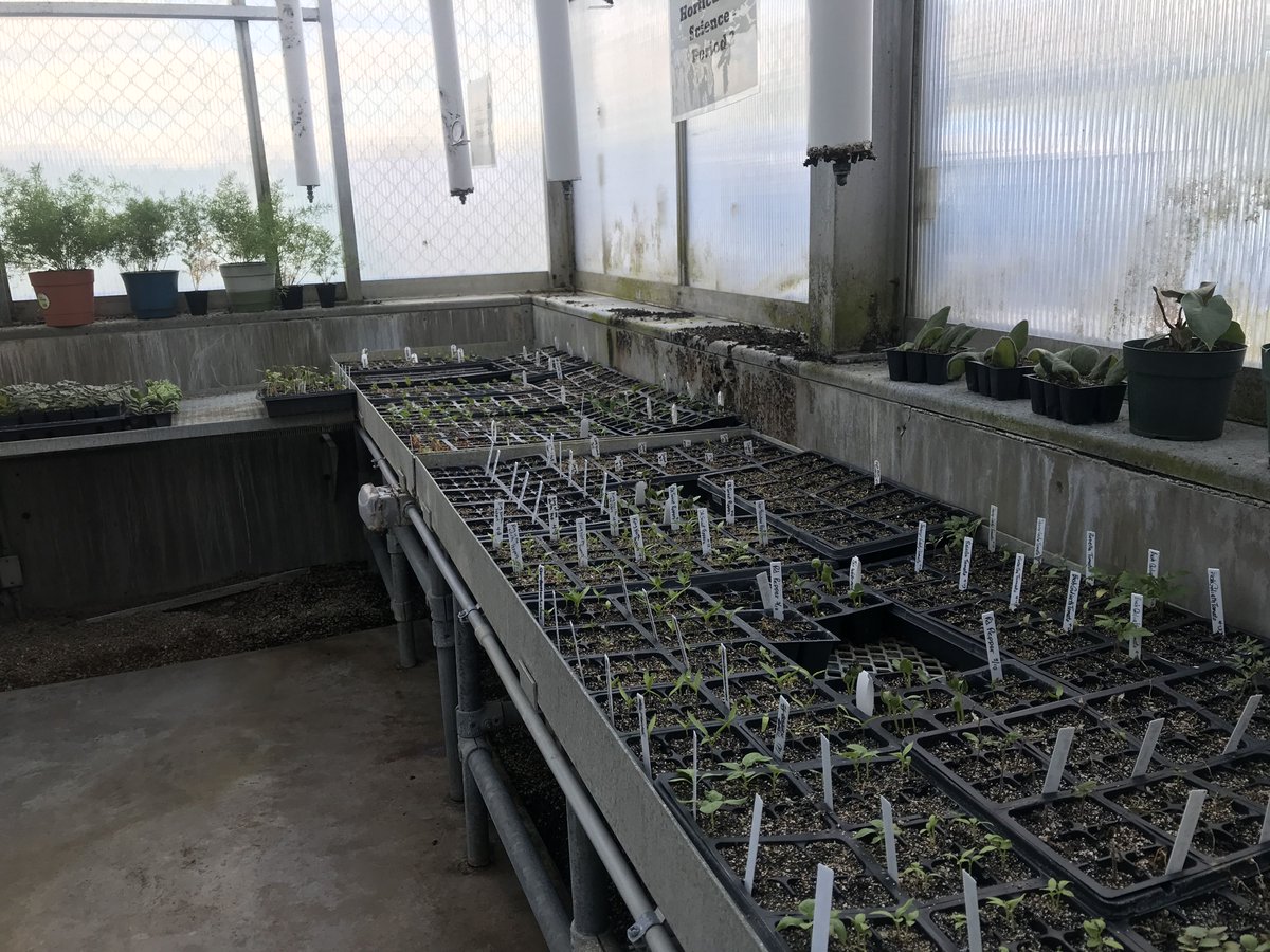 Alice_Dairyland's tweet photo. Today is Wisconsin School Garden Day! 🎉

 Vincent High School has 6 teachers dedicated to educating youth about agriculture and allows kids in the inner city of Milwaukee to gain hands-on experience. 🐄🥕🌎

https://t.co/ubSgU9xAUv

#WiSchoolGardenDay #WiAgriculture #73rdAlice https://t.co/xUFw8RwvF9