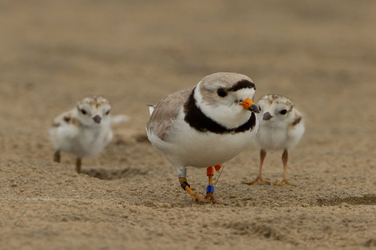 ploverlovers's tweet photo. There is nothing like a family walk on the beach!
#PipingPlover #SaubleBeach #Plover #ComeBack https://t.co/Xjqfdmbisc