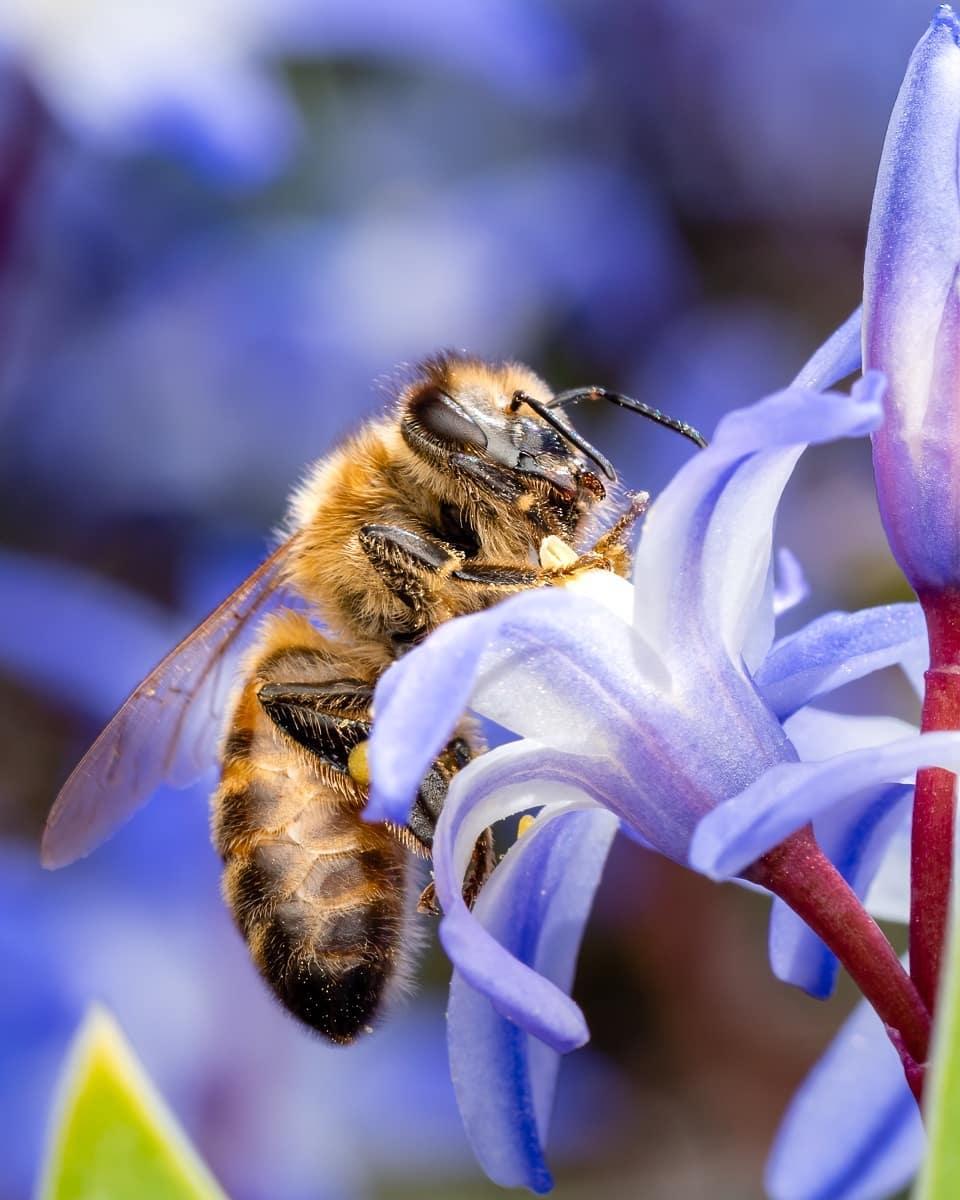 Europäische Honigbiene von Rory Wills