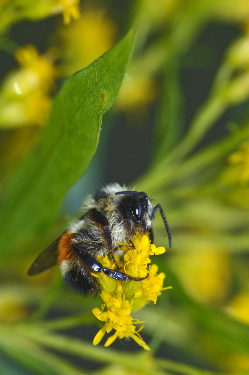 ParksCanada's tweet photo. It’s a Bee-utiful day to celebrate the hard working bees! 🐝 It’s our job to protect these little critters, and the essential work they do for us! 🌼 Find out how we are working to conserve ecosystems in #ProtectedPlaces to help bees: https://t.co/jF3vUgphBm #WorldBeeDay https://t.co/FiAGNjeK3X