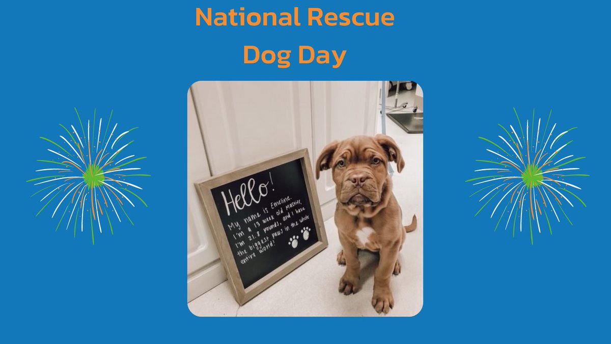 Happy National Dog Rescue Day! 
#petvetnow #veterinarytelemedicine #specialistnow #vetnowconnectedcare