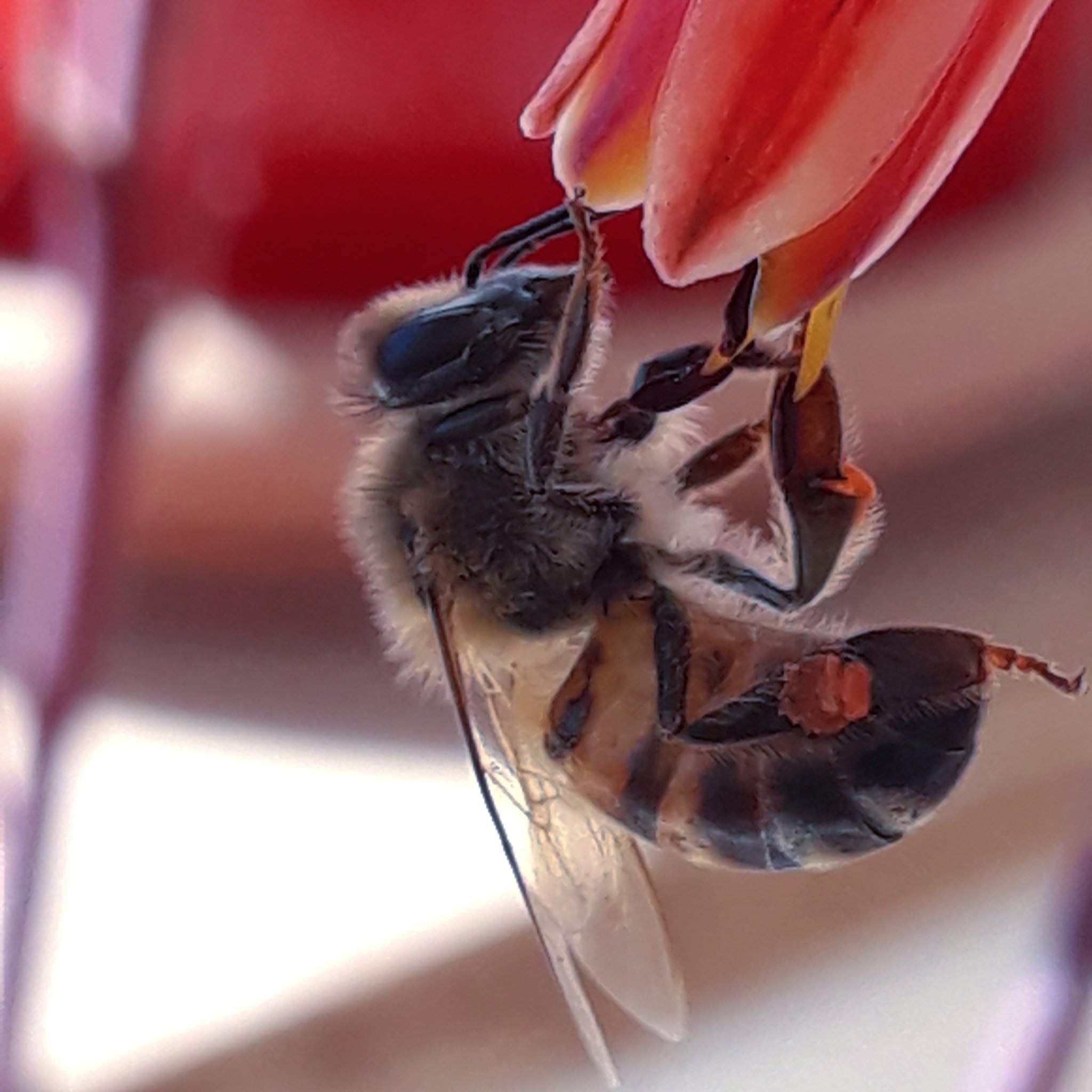 c Earth Happy Worldbeeday From The Metallic Colours Of The Neon Cuckoo Bee To The Humble Bumble Bee There Are Over 000 Known Species Of Bee Throughout The World
