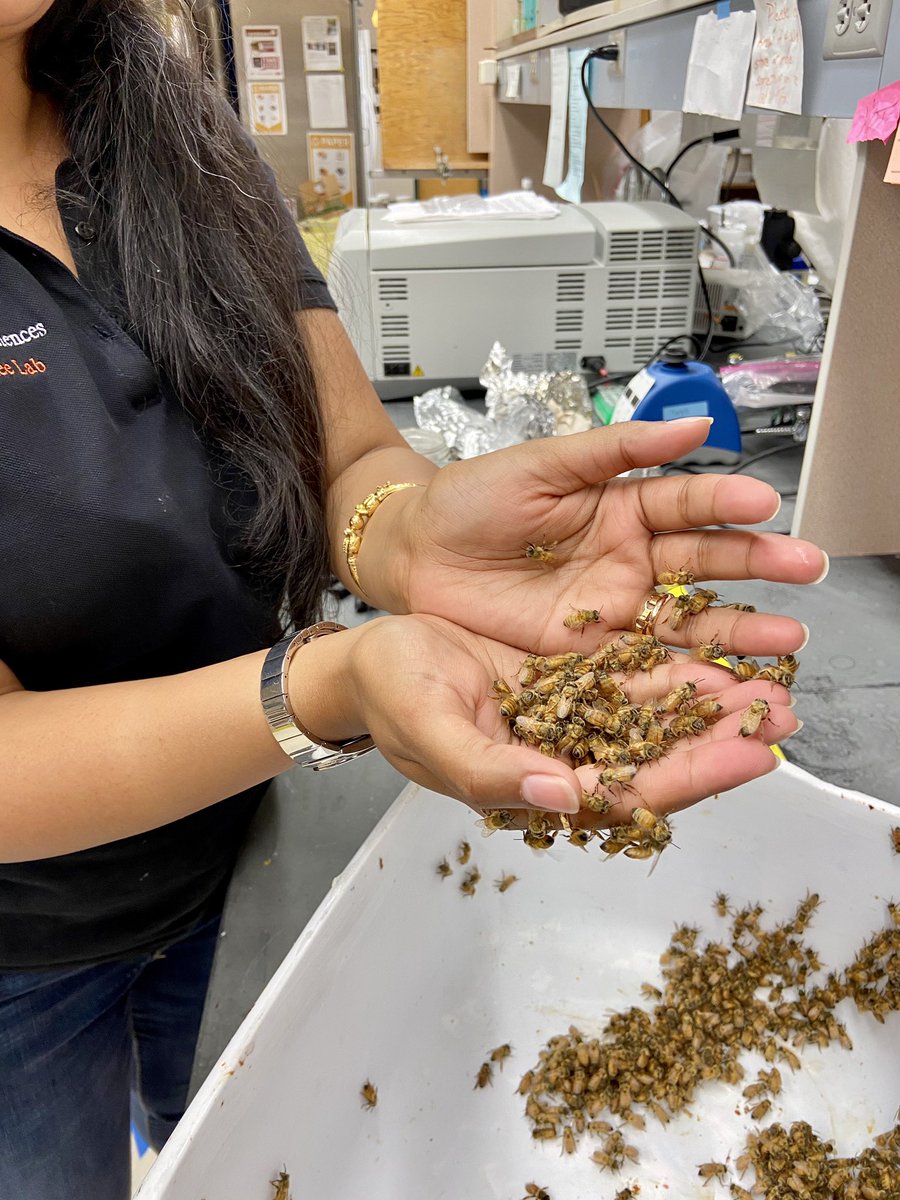 Celebrating #WorldBeeDay !!!