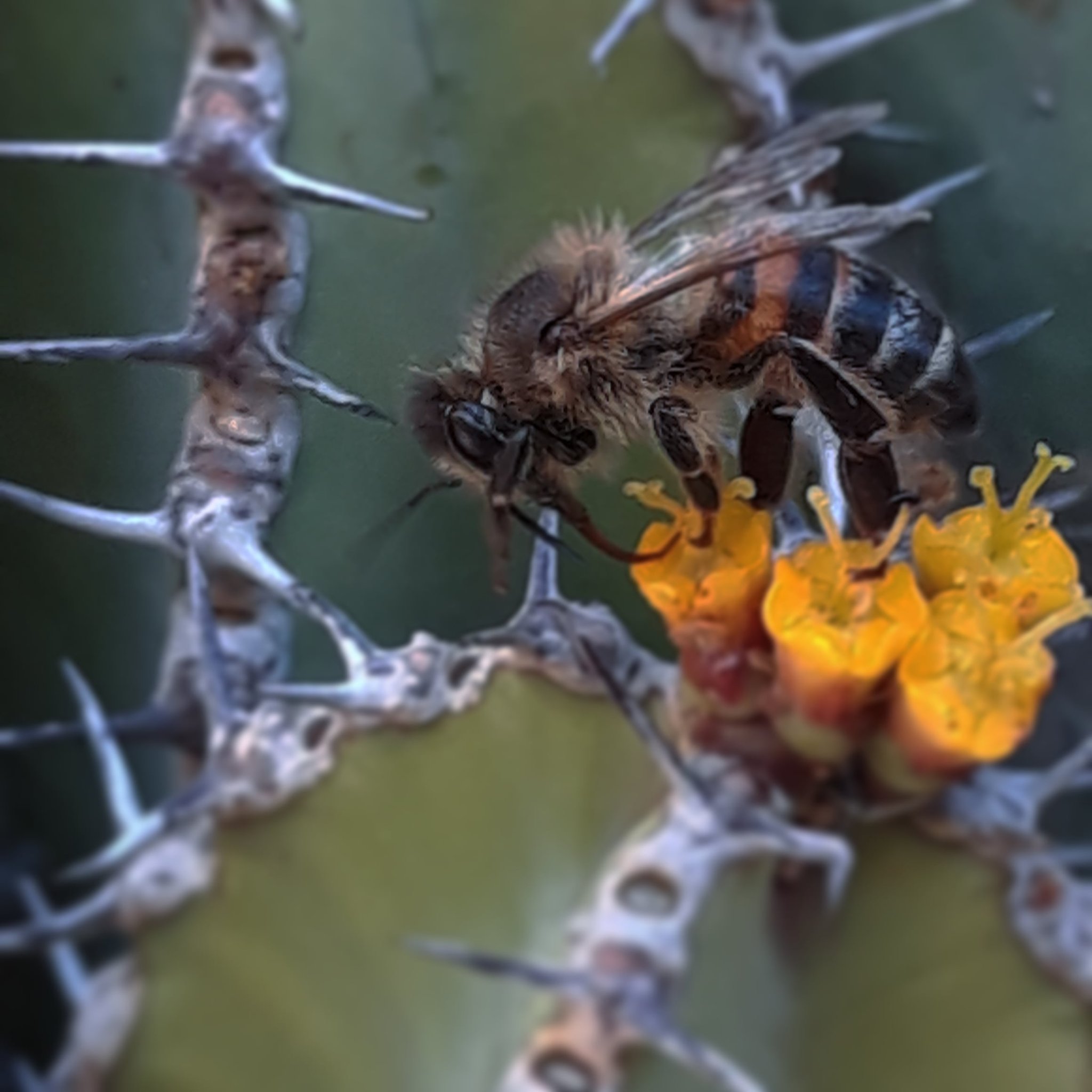 c Earth Happy Worldbeeday From The Metallic Colours Of The Neon Cuckoo Bee To The Humble Bumble Bee There Are Over 000 Known Species Of Bee Throughout The World