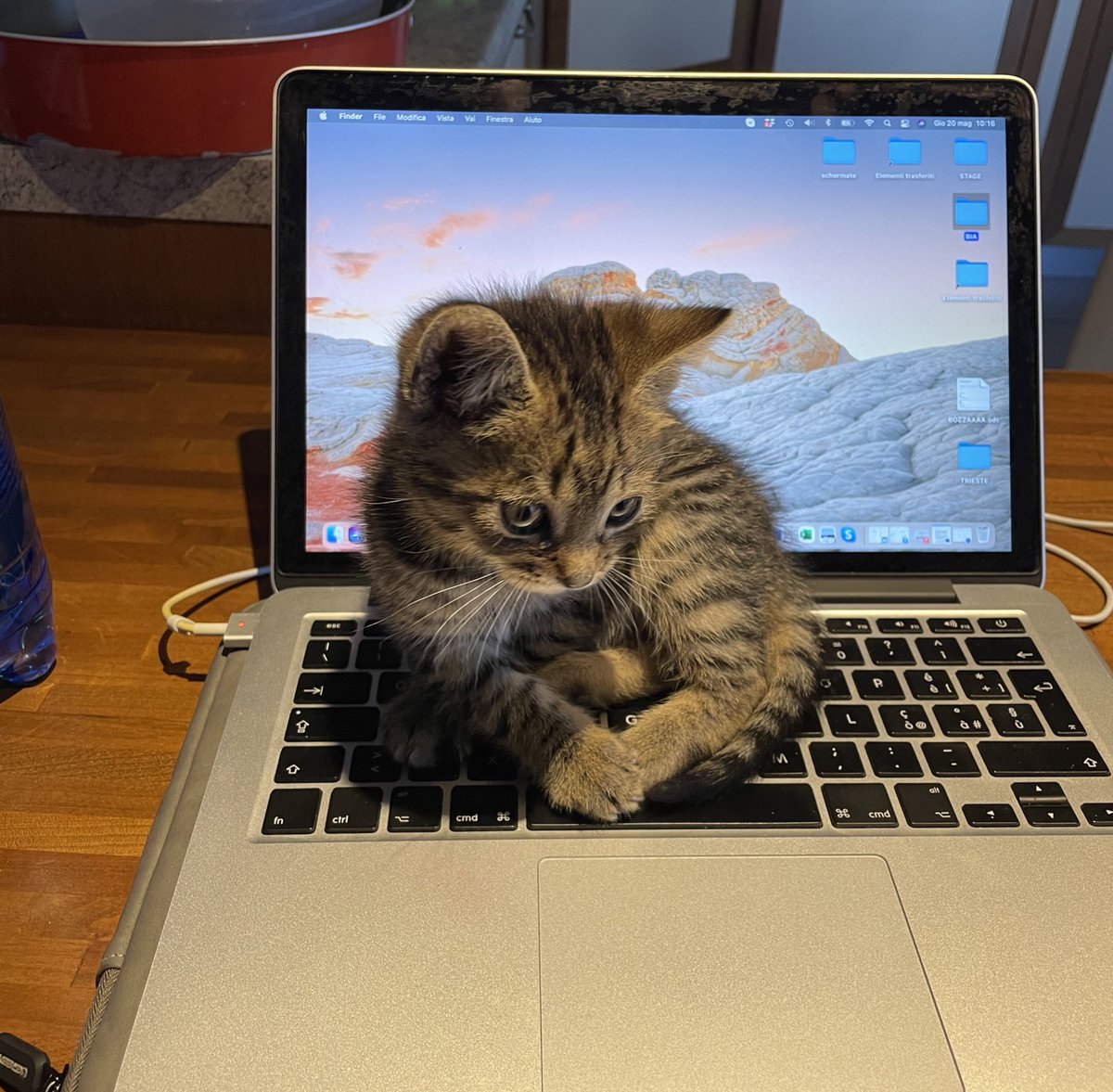 elisienn's tweet photo. Come faccio a lavorare Artù? https://t.co/UIbNdmRclU