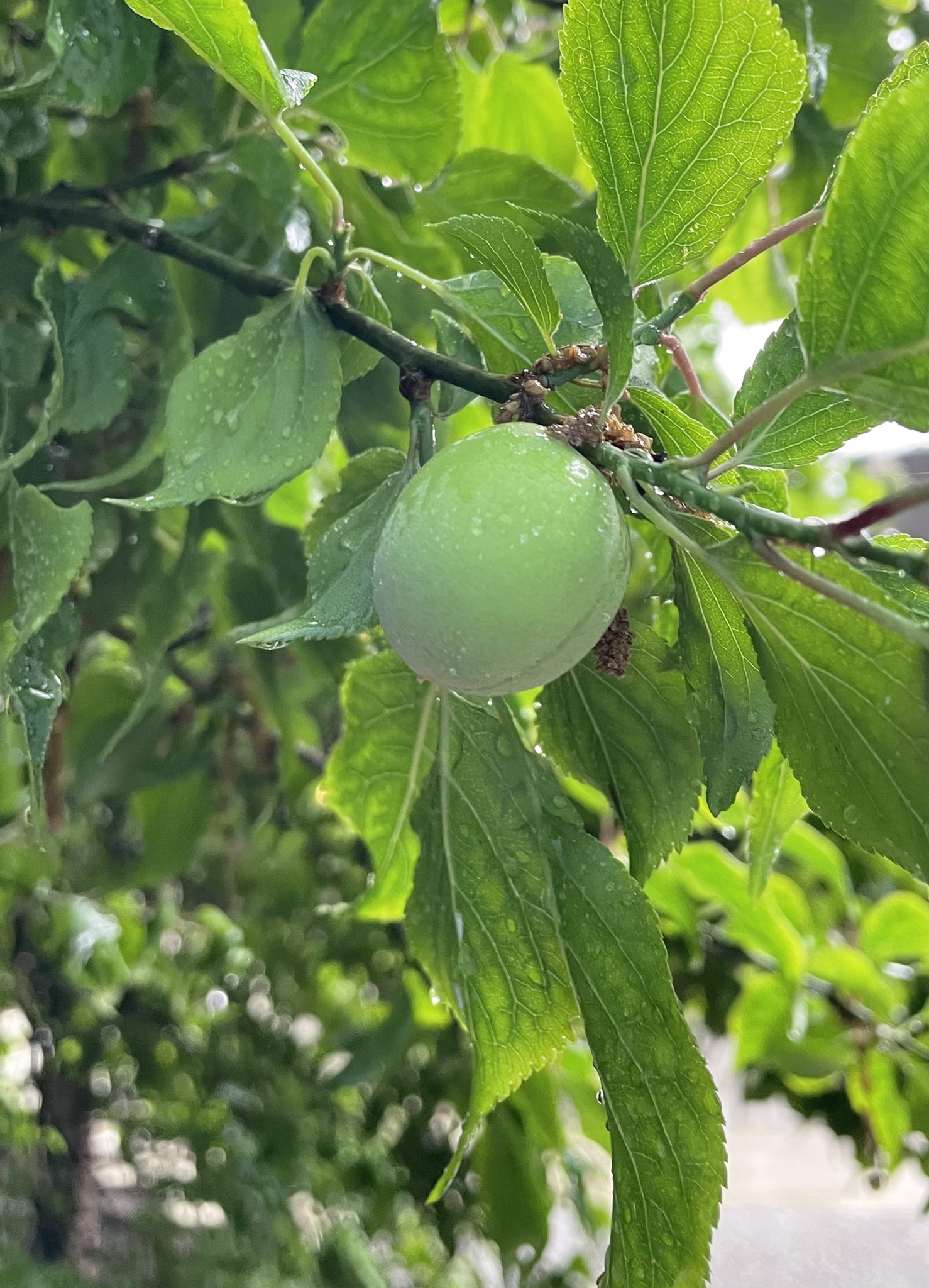 佐藤 委子 Tomoko Sato 迎へ梅雨 梅雨入り前 梅雨のように雨が降ること 東京はぐずついた天気が続いていますね 関東甲信の平年の梅雨入りは6月7日頃 今年は早まるのでしょうかね 迎え梅雨 むかえづゆ 季節の言葉 雨 梅 東京 T Co