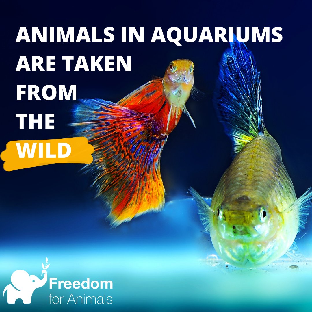 This week people across the UK are visiting #aquariums for a 'fun' day out. However, the animals they are seeing are definitely not having fun as they are stuck in tanks a fraction of the size of the homes they were taken from. Take the pledge for 🐟freedomforanimals.org.uk/take-the-pledg…