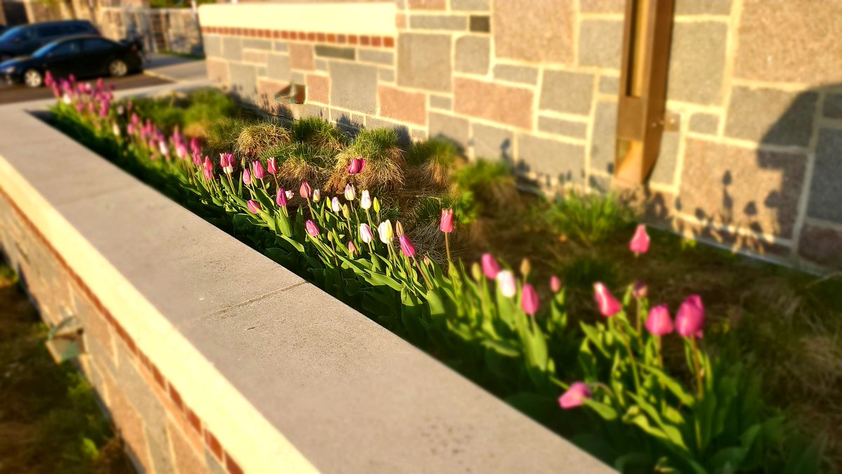 PrezBMcDonald's tweet image. Spring has sprung at the @StScholastica Duluth campus! We are grateful for the beauty surrounding us, and for the dedication of our grounds employees who planted over 300 tulips for our enjoyment. Thank you Tanya Lowney and crew! #CSSCommunity