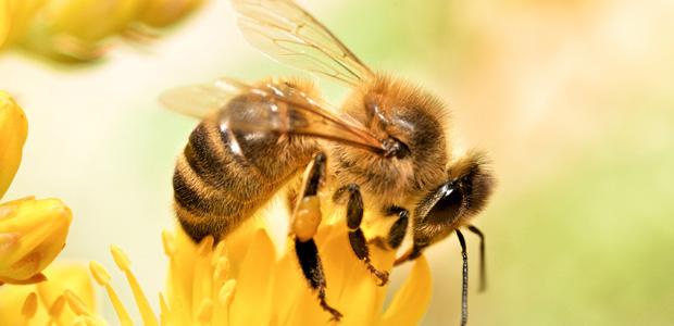In Cork, Irish Agtech startup, <a href="/ApisProtect/">ApisProtect</a> is working on revolutionising beekeeping by working with beekeepers around the world to develop innovative technology to remotely monitor honey bees 👉 bit.ly/2QAtZD9 

#WorldBeeDay