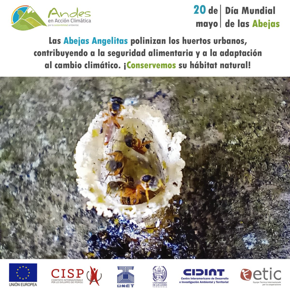 AClimatica's tweet image. #PorLaSostenibilidadAmbiental Desde el proyecto Andes en Acción Climática te invitamos a celebrar el Día Mundial de las Abejas preservando el hábitat natural de estas especies, como estrategia contribuye a la seguridad alimentaria y la lucha contra el cambio climático.