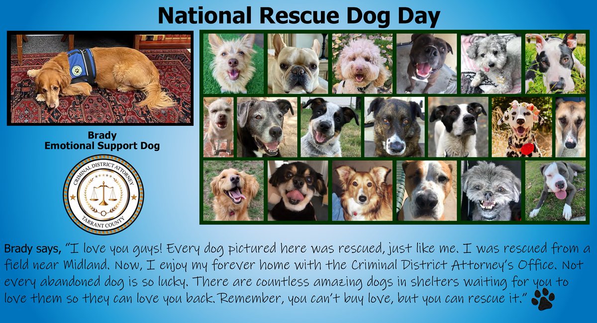 To rescue a dog, here are a few places to consider looking: <a href="/HSNT1/">Humane Society of North Texas</a> @littledogrescuentx.org
