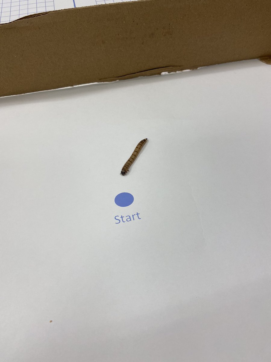 MacchiaScience's tweet image. Who’s worm will have the highest average speed? #mathinscience #superwormlab