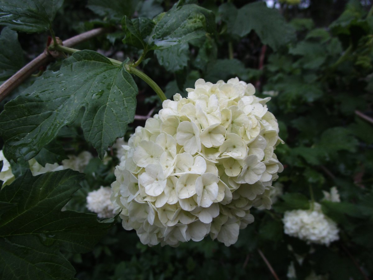 cydbennett11's tweet photo. A lovely day of flower gazing is in store for me. #plantingthings https://t.co/JMTGuY2QdR