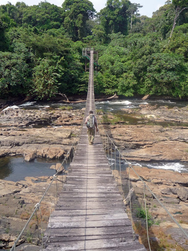 TourCmrApp's tweet photo. CAMEROON IS BLESSED🇨🇲🇨🇲
Did you know the Korup National park is one of Africa's oldest and richest tropical forests in terms of flora and fauna diversity?
#tourCmr #tourCameroon #exploreCameroon #travelCameroon https://t.co/EtIDJzJoYS