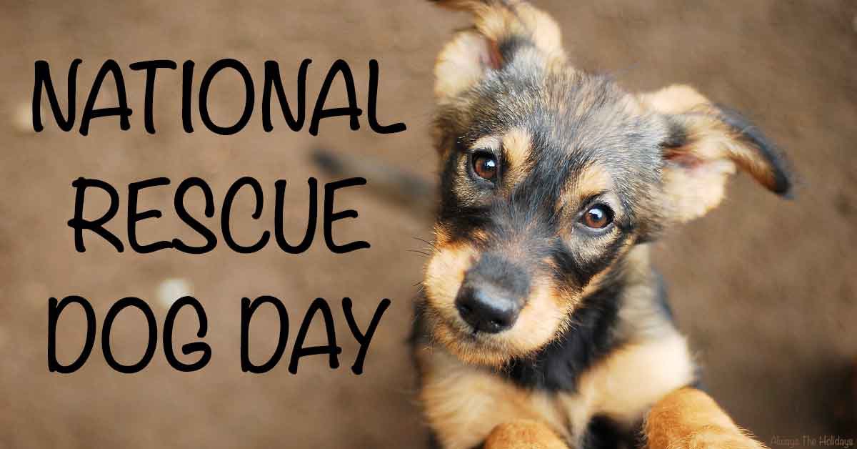 Today is our special day… National rescue dog day! Come on SNARR alumni, show us your furbabies you adopted from us! ❤️❤️❤️❤️❤️. #adoptdontshop #rescuedog #rescuedogsofinstagram #rescuedismyfavoritebreed #rescue #snarr #nationalrescuedogday