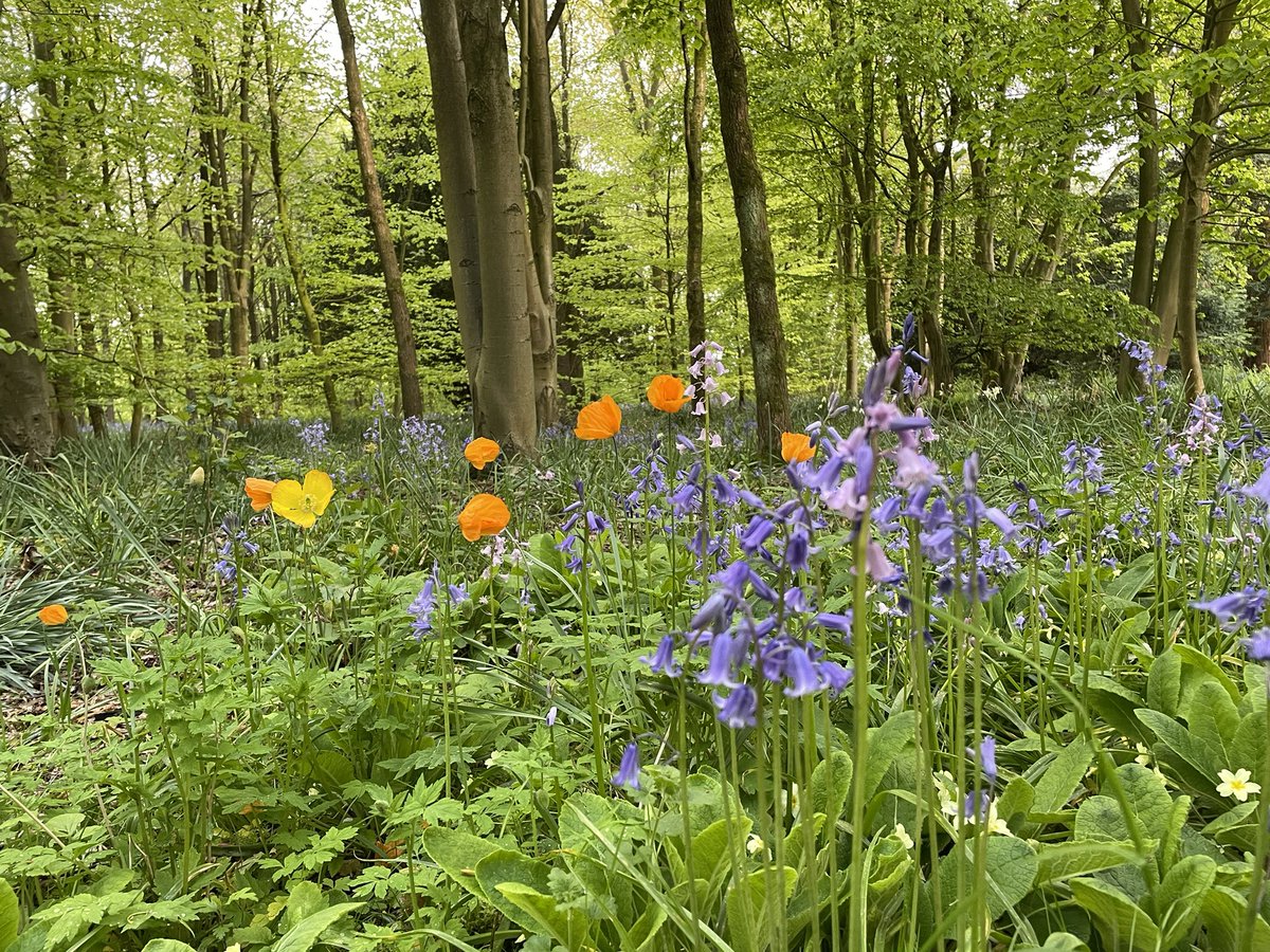 bank_hall's tweet photo. Welsh poppies and English bluebells in our gardens @bank_hall. @GWmag https://t.co/qVdVq4Ks3I