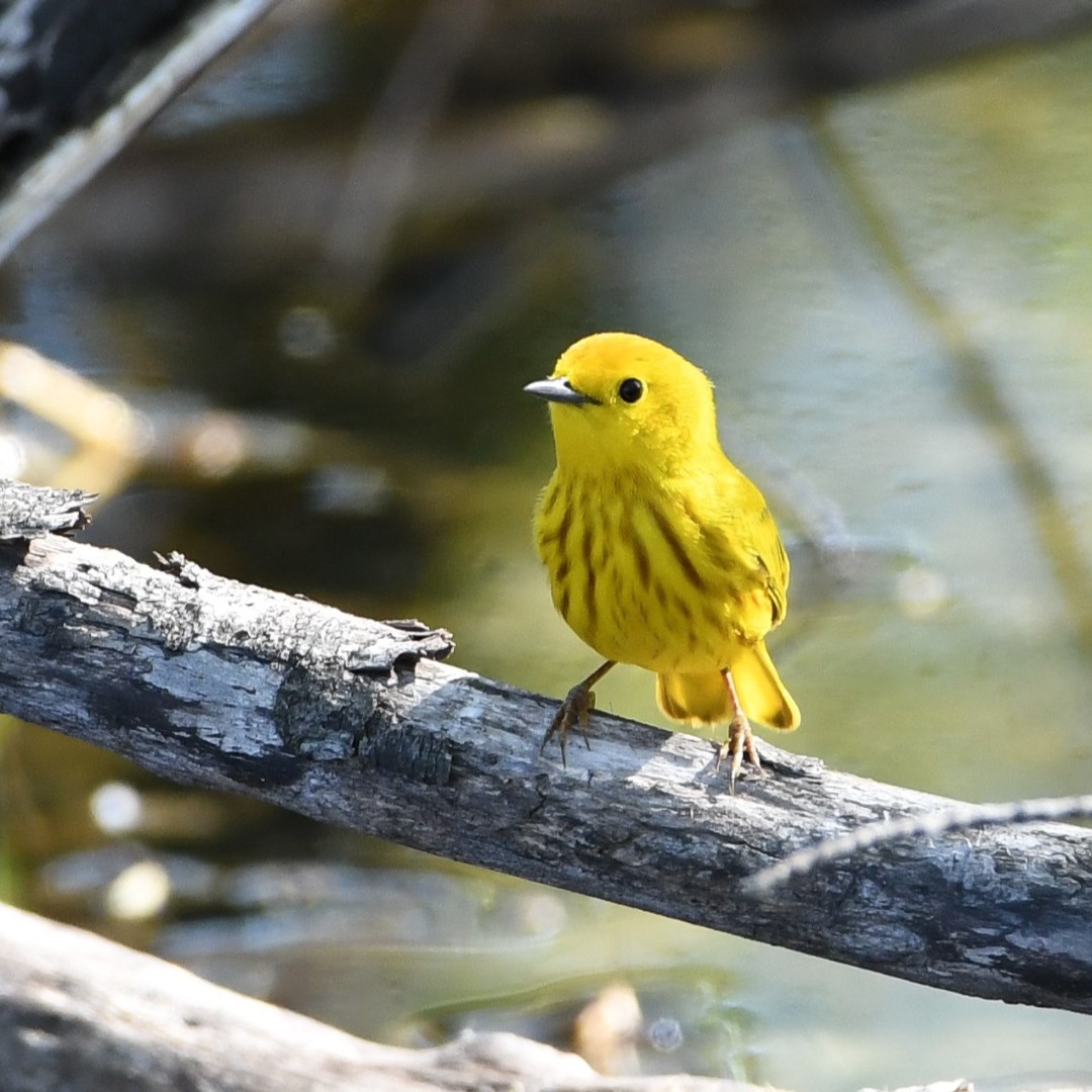 BirdWatchDaily's tweet photo. Frank Chapman, founder of the Christmas Bird Count, wrote this of the Yellow Warbler: “In his plumes dwells the gold of the sun, in his voice its brightness and good cheer.” Our #PhotoOfTheDay comes from gallery member Sheri Merritt. https://t.co/YePJOmCjdS https://t.co/o2vEykA0et