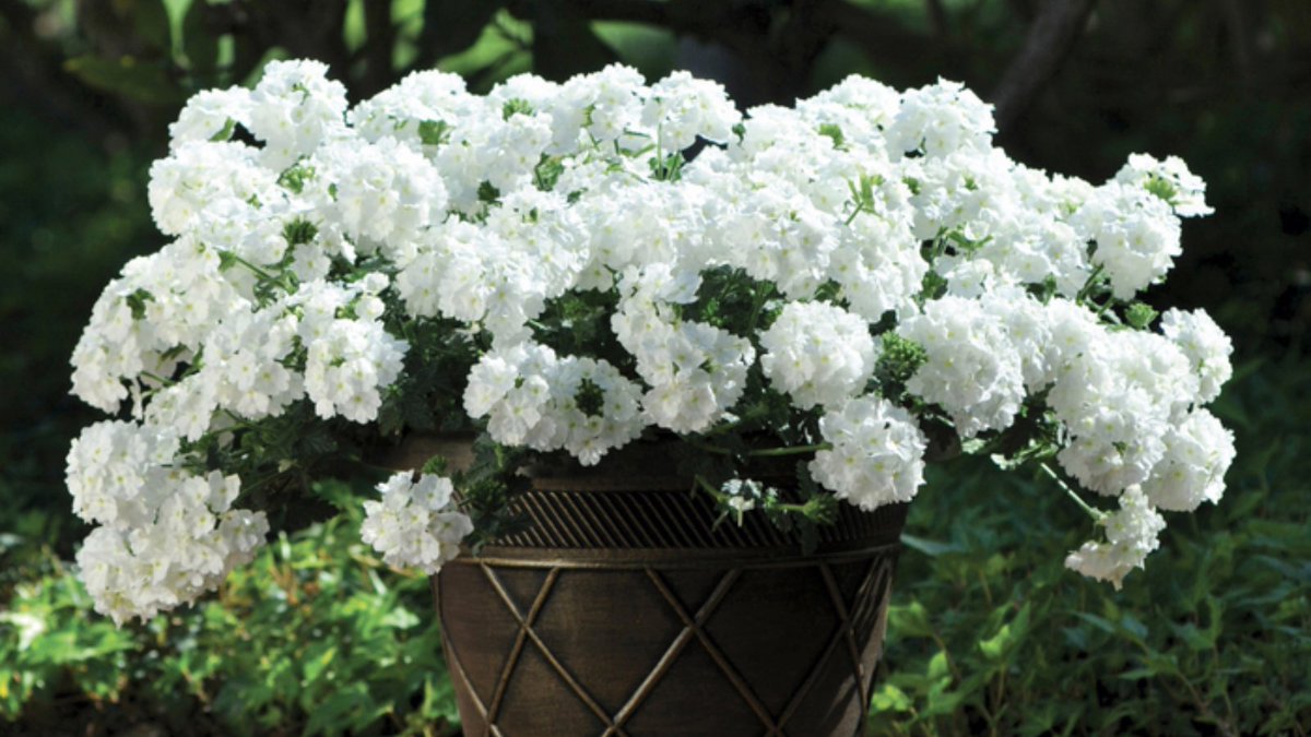 For quick and easy colour this summer choose these new Verbena Showboat White plants. All summer long they will be smothered with large pristine white blooms which contrast perfectly with the rich green broad-leaf foliage. 
#Verbena #WhiteFlowers #GardeningDirect