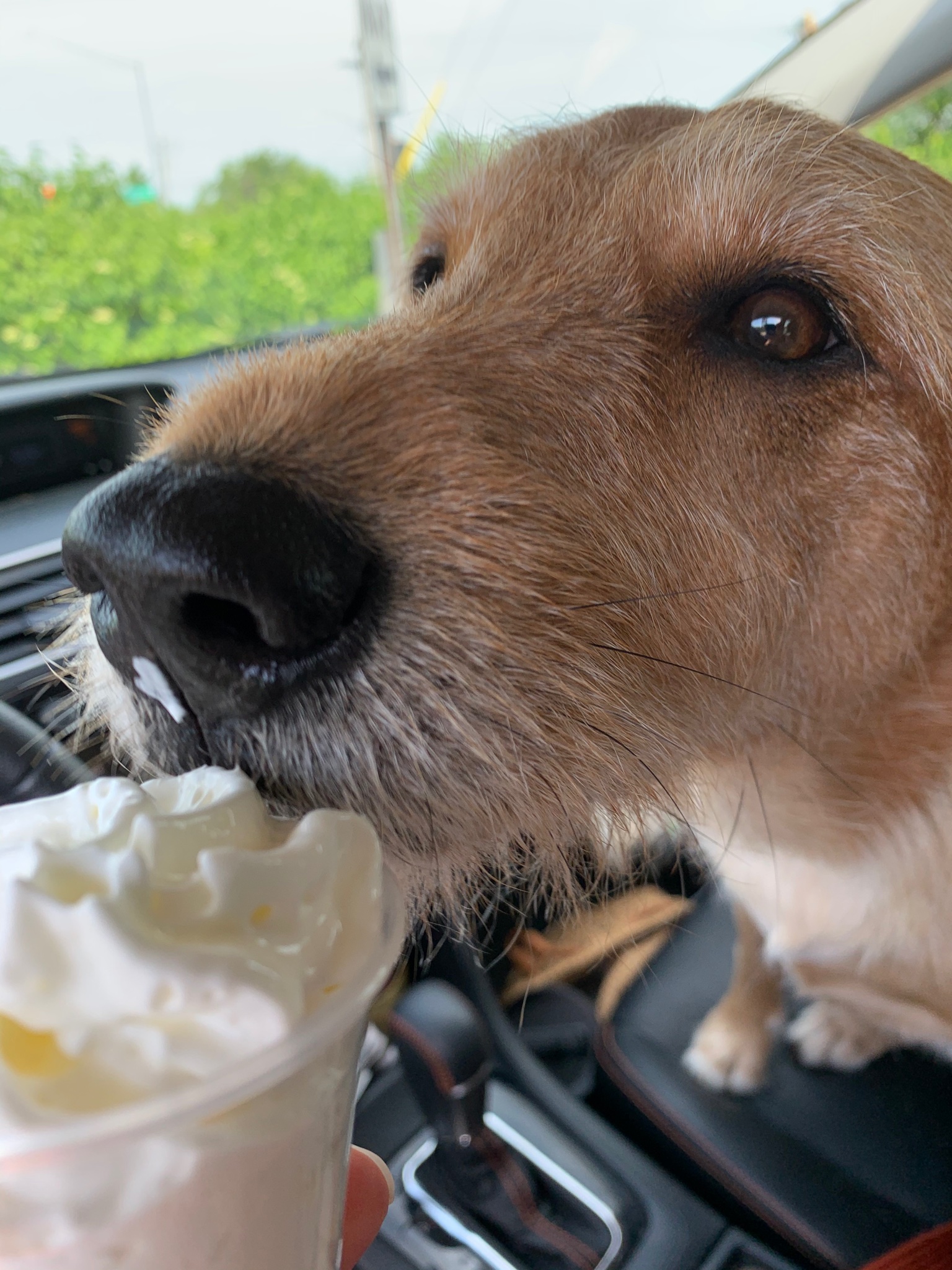 Can Puppies Eat Whipped Cream