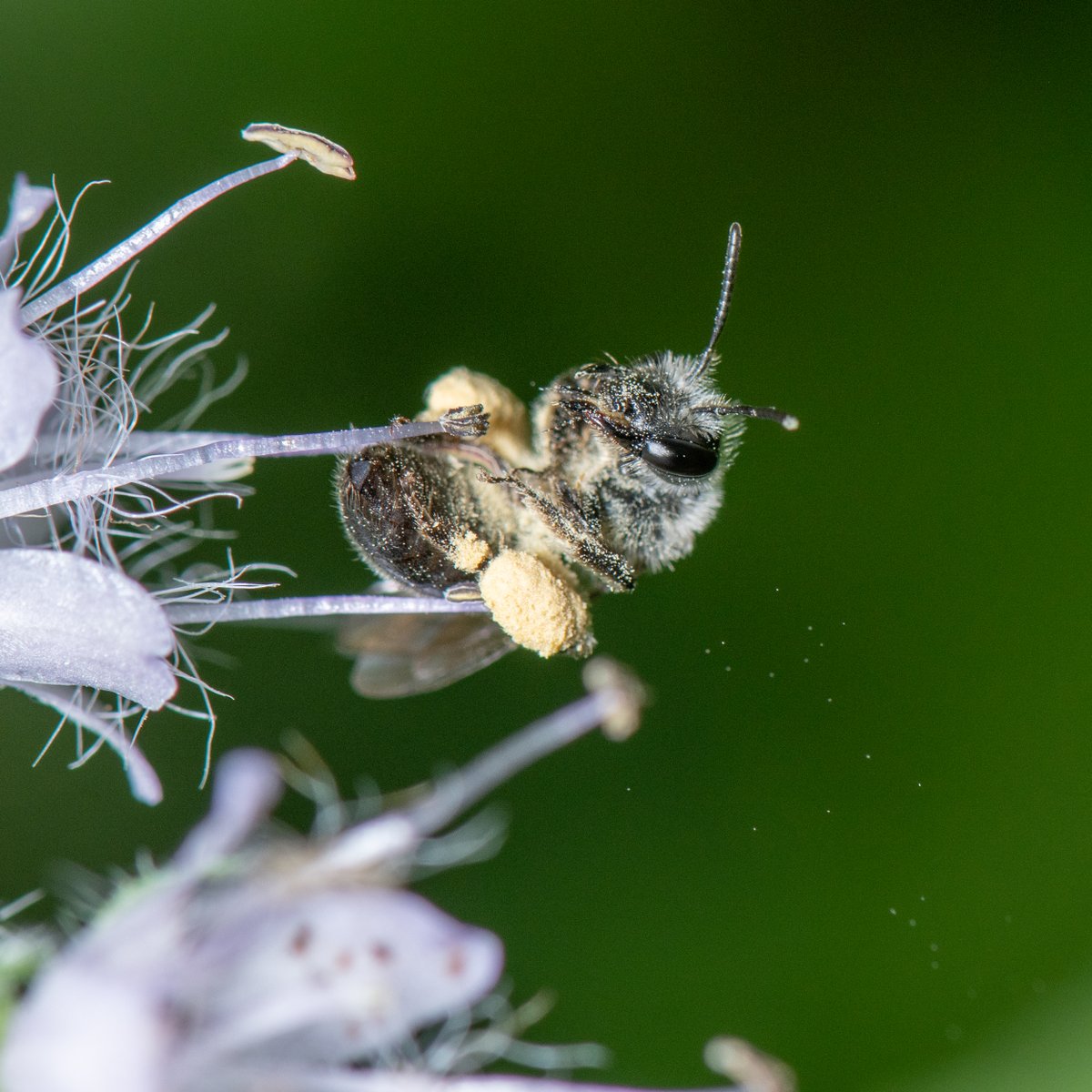 BeesNativePlant tweet picture