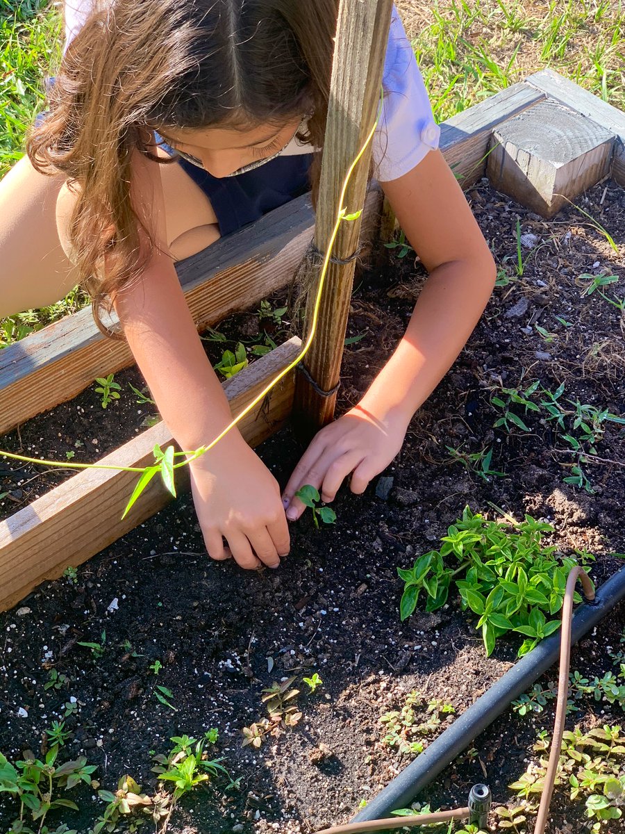 Performing our final garden check of the year! Seeds collected, seedlings transplanted, pests removed! All in all a beautiful spring morning! 🌱🌞 @CarrollwoodElem <a href="/CarrollwoodSTE1/">Carrollwood STEAM</a>