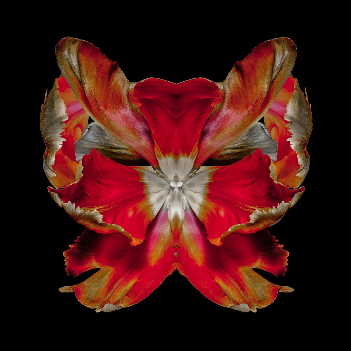 JeffRobbartist's tweet image. So the last of the flowers have finally bloomed and shot in the studio. I have to say, this series was incredibly exciting to photograph and work on, as I never had any idea what each flower would eventually become. 

I call this one ‘The Butterfly Collector’. 

#flowerart