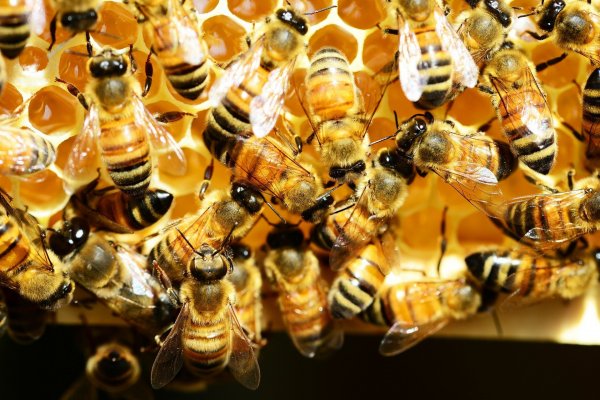 DFinanciero's tweet photo. 🔑 #DFFull | 🐝 Startup chilena crea proteína que protege a las abejas de mortal enfermedad bacteriana https://t.co/aXm6HpHg7I https://t.co/Z6J8KMF5jM