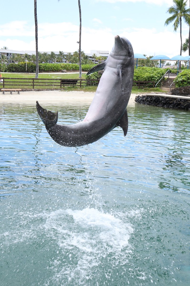 Peduncle power! A dolphin’s peduncle muscle, which is located behind the dorsal fin to the tail flukes, helps them swim through the water AND jump out of the water like in this amazing photo from Dolphin Quest Hawaii!
