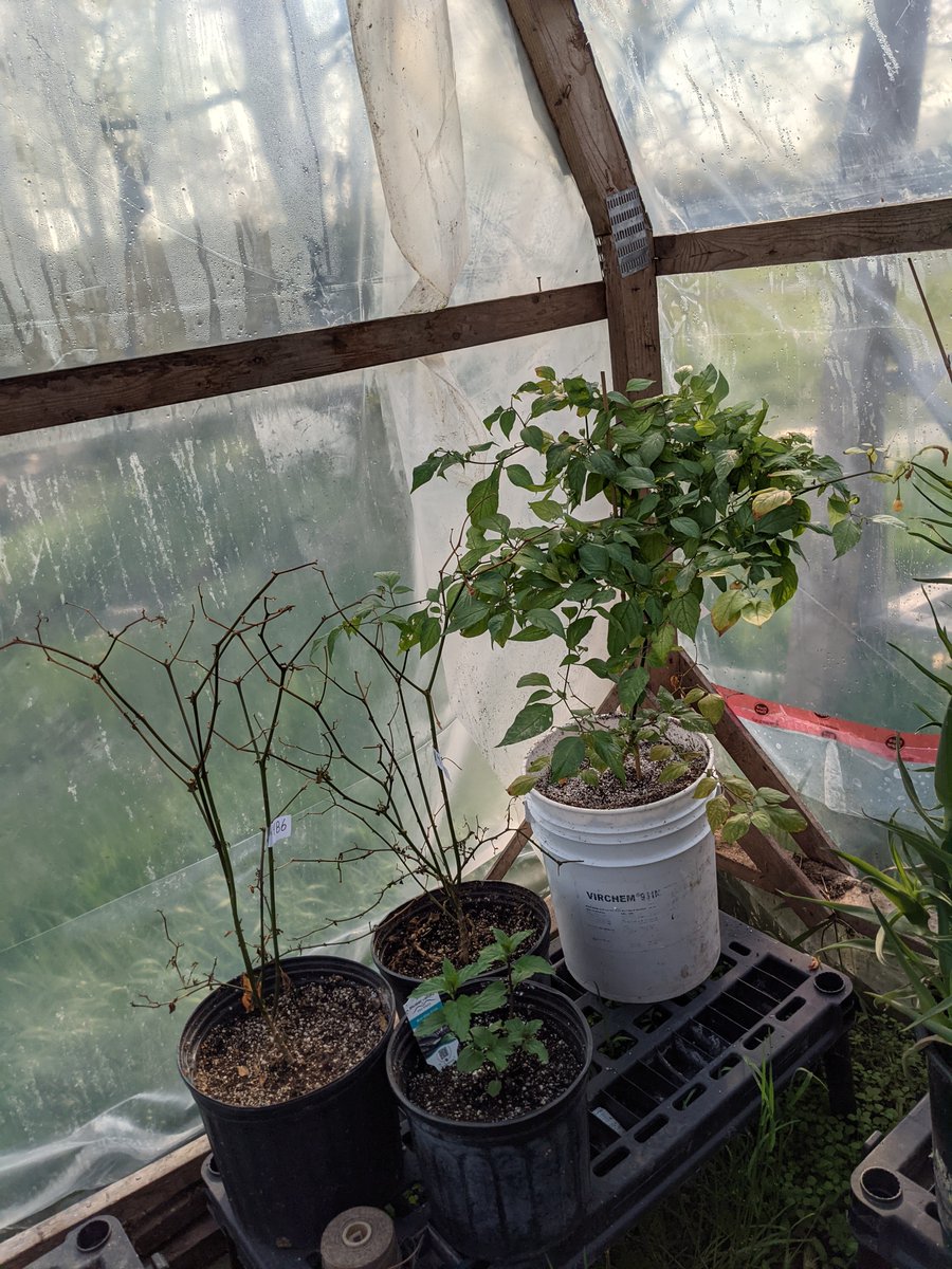 SuperHotsCanada's tweet photo. Finally making progress at getting my #seedlings transplanted and moved out into the greenhouse. Still plenty more to go! #HotPeppers #PictouCounty #greenhouses #NovaScotia #SuperHots https://t.co/mKRrITQAQ6