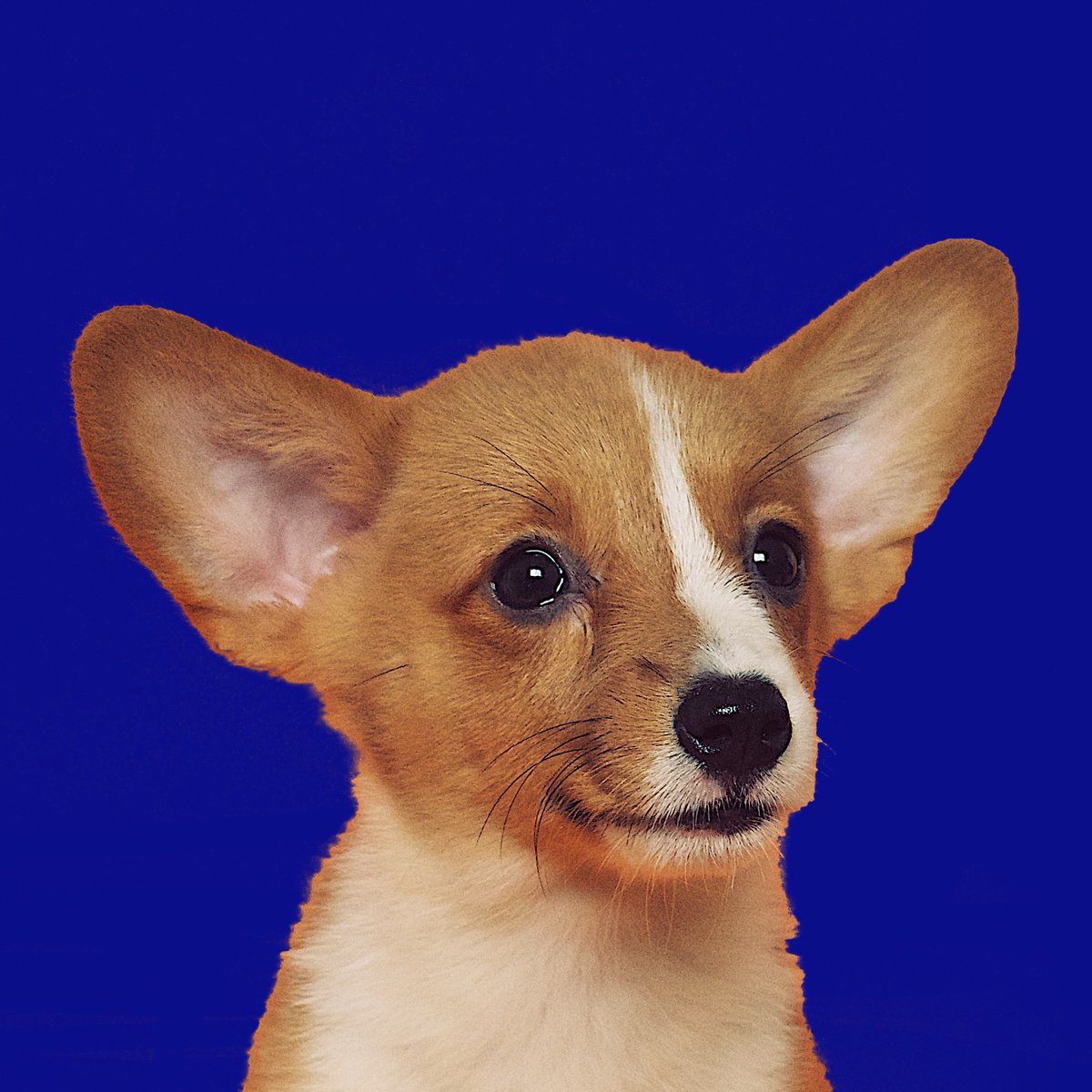 Andrew J. Hamilton tweet media